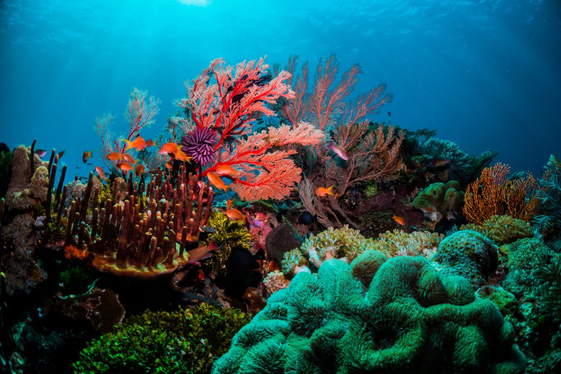 An image of several orange, purple and green coral  against a dazzling blue ocean background.
