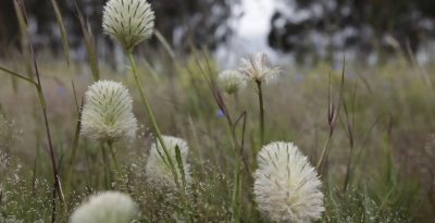 Grasslands